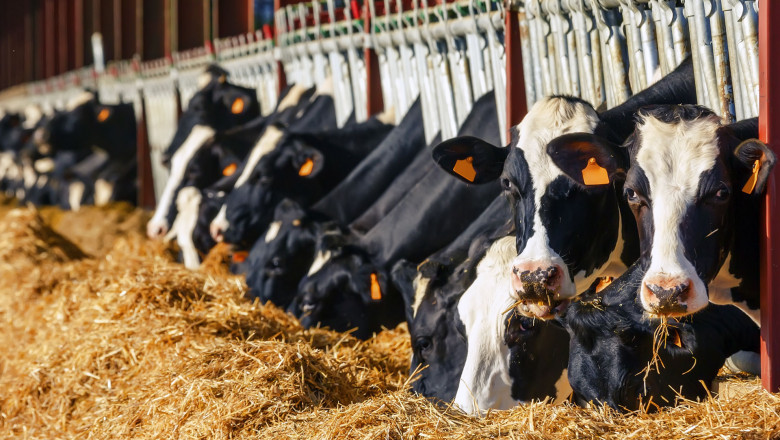 Animal Feed Enzymes Market Growth Factors, and Regional Outlook To 2027