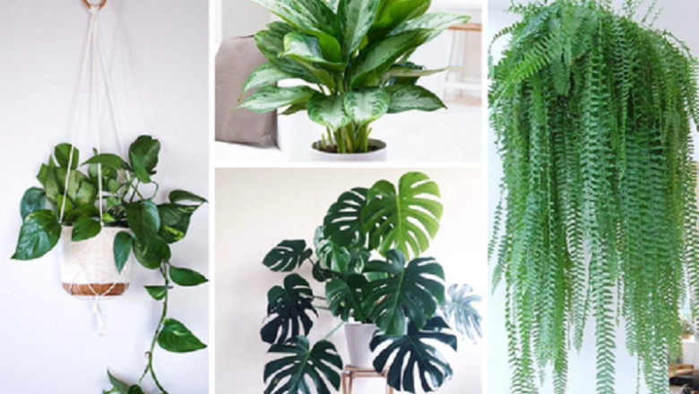Indoor Plants Market Overview, Analysis forecast to 2028