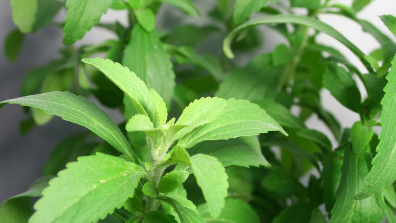 Stevia Market – Industry Analysis and Forecast (2021-2027)