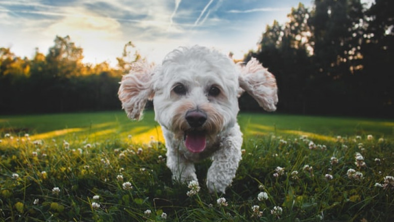 Why It Is Wise to Use Puppy Training Pads?