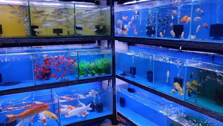 Fish Aquarium Store | Fish Tank, Fish Food & Accessories - Talis-US
