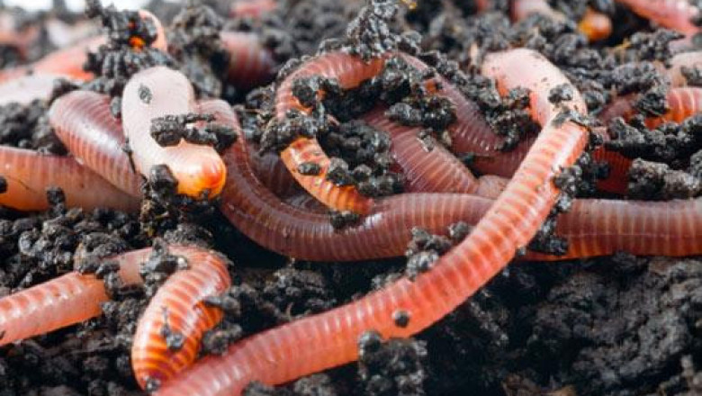 Earthworm farming has become increasingly popular because it improves soil texture, nutrient availability, and improves drainage