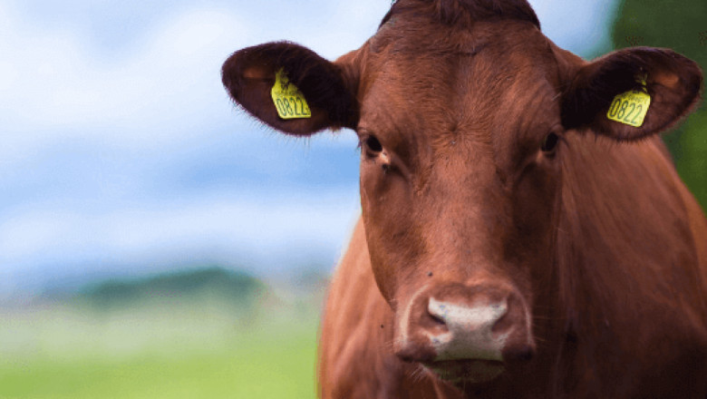 What's Driving Livestock Identification Market Trends? Key Company Profiled in Cowlar, Datamars