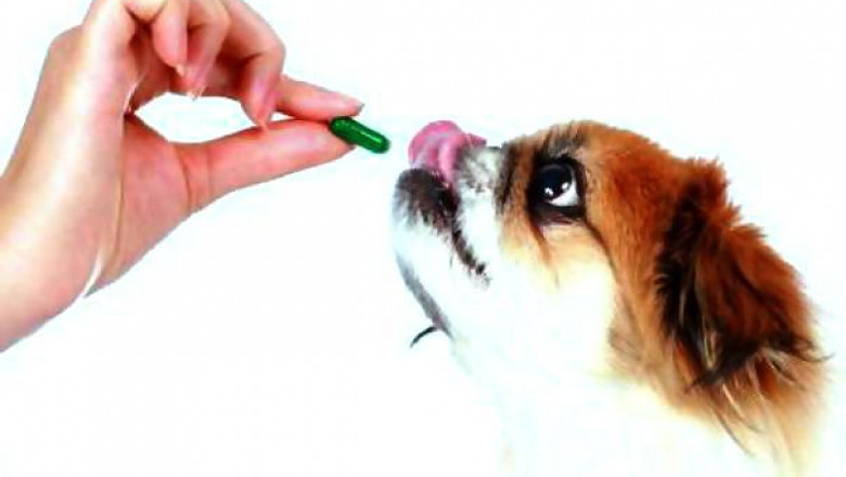 Lack of knowledge about animal diseases is predicted to hinder demand for Companion Animal Drugs