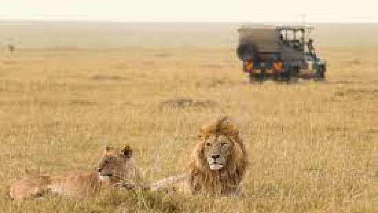Welcome to Destination Jungle |almasitoursandsafaris