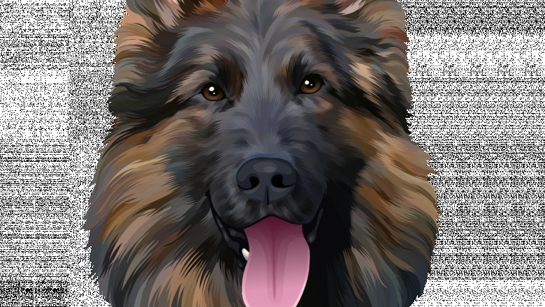 LONG HAIRED GERMAN SHEPHERD |sites.google