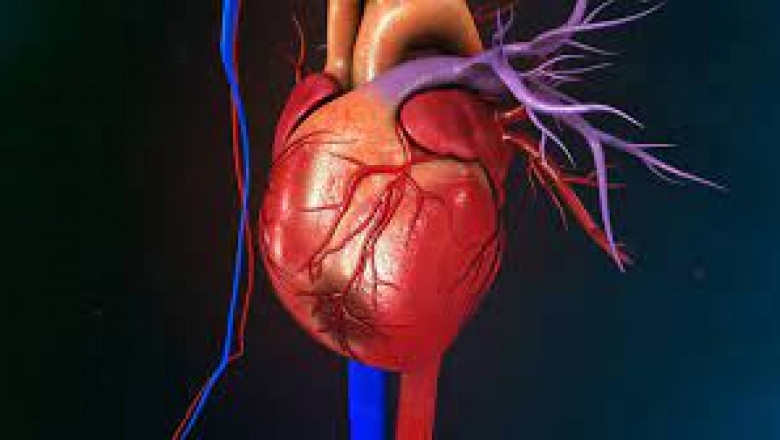 The interruption of blood supply to the heart muscles causes myocardial infarction, which results in death.
