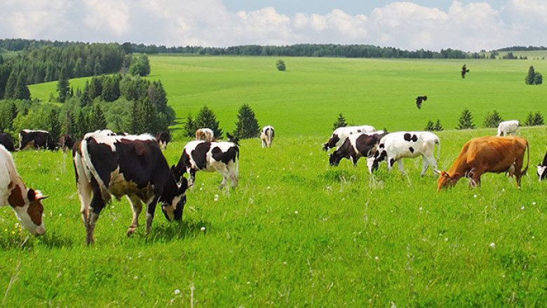 Innovative Report on Animal Feed Organic Trace Minerals Market 2021 Focusing on Industry Growth and Emerging Trends with Key Vendors like Nitric , Zinpro Corp