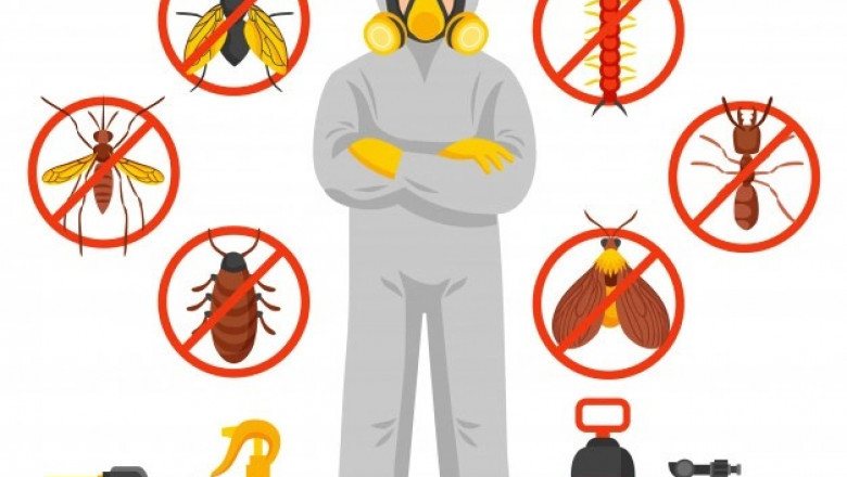 Pest Control Near Me for Termites | Termite Control Services