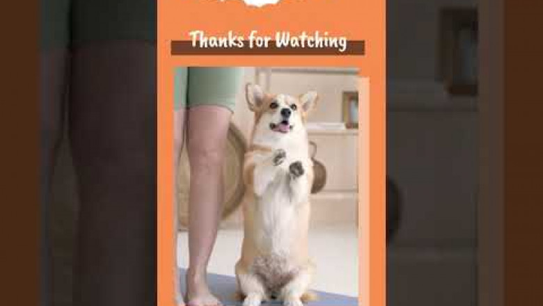 Healthy Homemade Dog Treats - DIY Pumpkin Treats