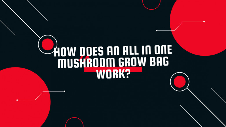 How does an all in one mushroom grow bag work?