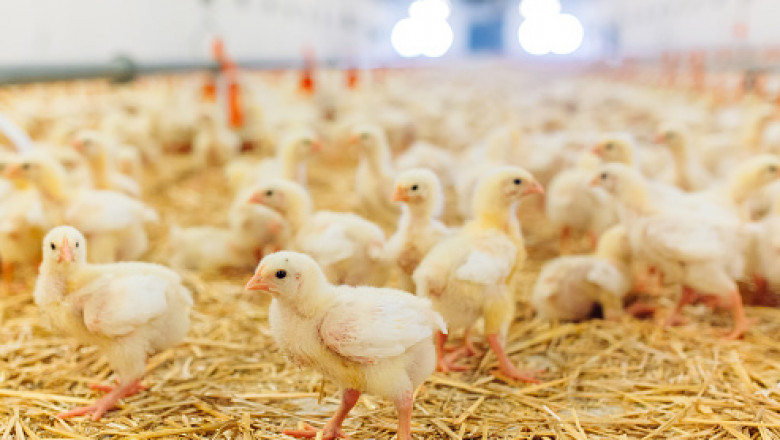 Best 15 Tips For Commercial Egg Layer Chicken