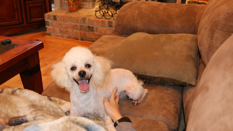 Goldendoodle puppies Tennessee