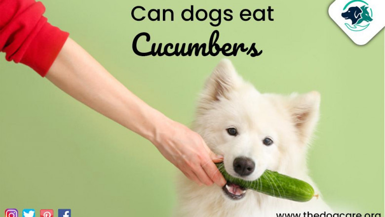 Can Dogs Eat Cucumbers