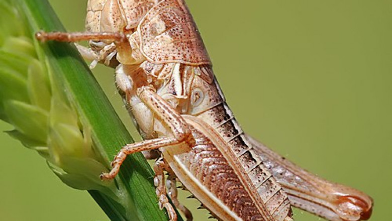 Chitin: It Is The Most Abundant Natural Polysaccharide