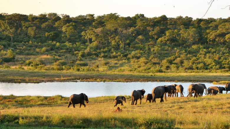 Five Reasons Why You Should Experience a Zimbabwe Safari