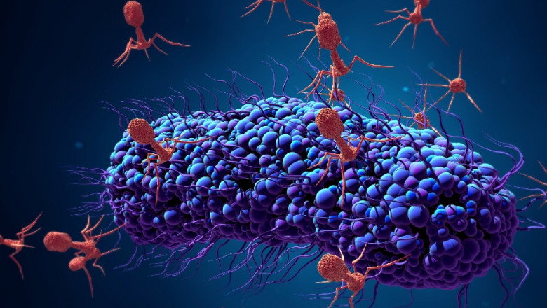 Bacteriophages Therapy Are Being Looked At As A Possible Antibiotic Option