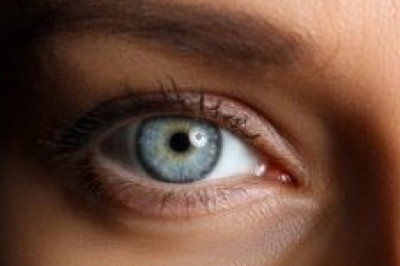 Low Vision Rabbit Article