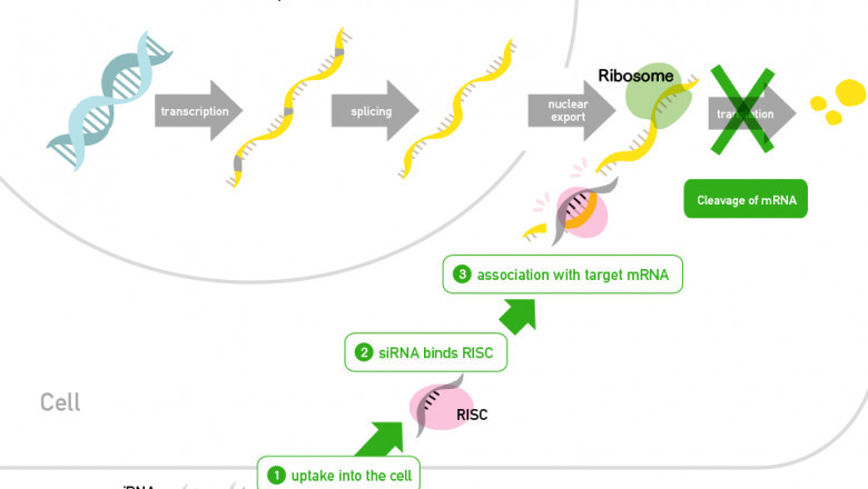 Nucleic Acid Based Drugs Market 2021 Development Strategy, Competitive Landscape and Regional Forecast to 2028