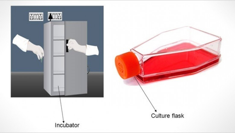 Are you looking Best Bod Incubator Specifications?
