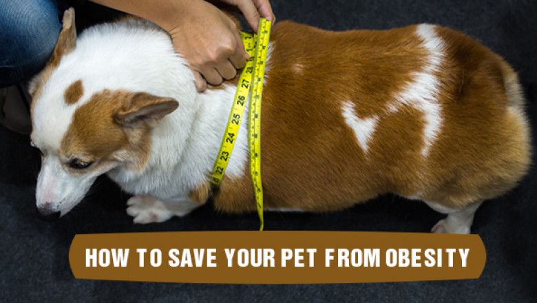 How to save your pet from Obesity?