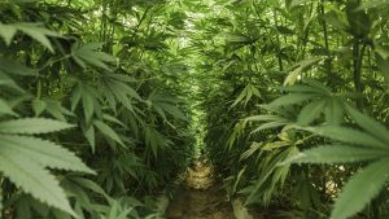 Raw Garden Carts, Premium. Quality. Pure |rawgardencartridges for the best