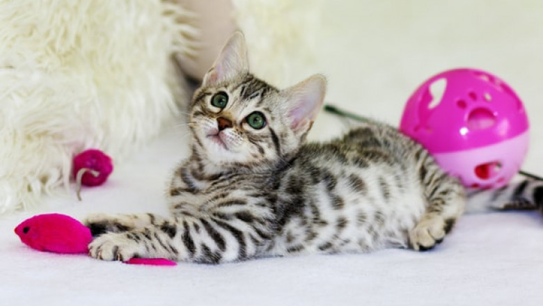 Why You Should Never Use A DIY Cat Scratcher?