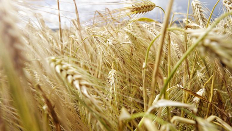 In-depth Analysis on Crop Insurance Market 2021 Focusing on key Players like Zurich, Chubb