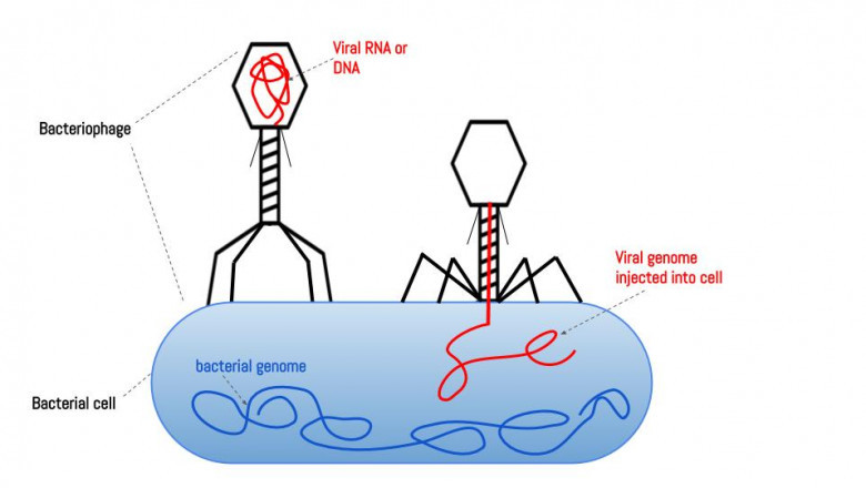 Europe Bacteriophages Therapy Market 2021 Key Drivers, Opportunities, Trends and Growth by 2028