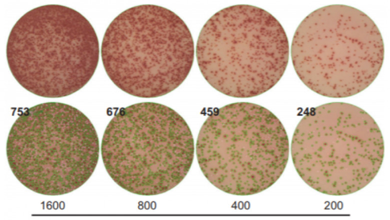ELISpot Market by Business Development, Innovation and Top Companies Forecast 2021-2028