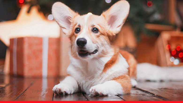 Tradepetproducts is offering incredible Christmas discounts on their pet supplies