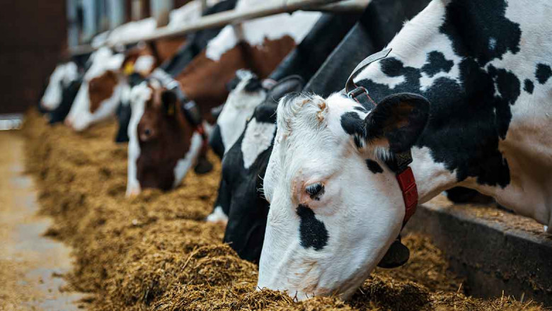 Competitive Analysis on Animal Feed Enzymes Market 2021 | Focusing on Top Leading Vendors like Enzyme Innovation ,BASF SE