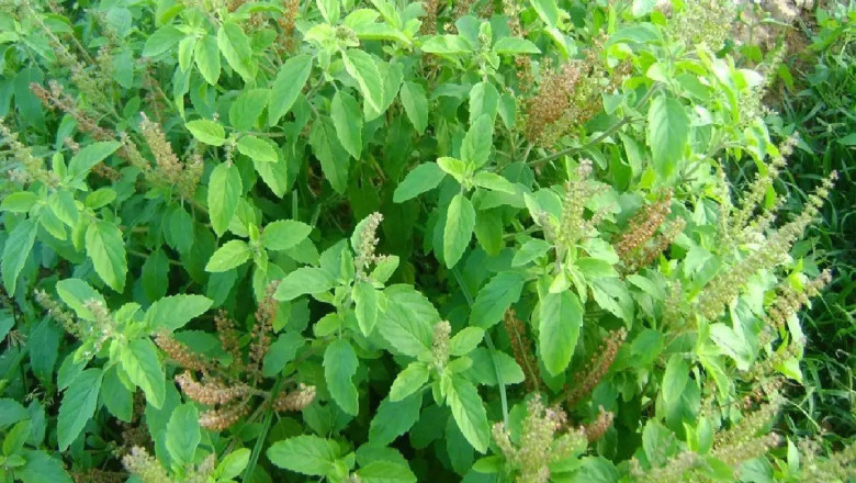 Tulsi Benefits, Side Effects And Uses In Hindi