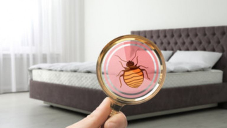 Bed Bugs Exterminators in Bronx, NY