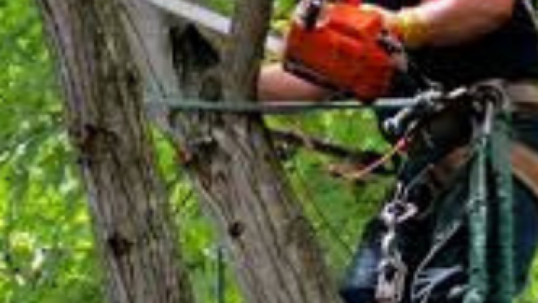 Picayune Tree Removal -Acadian Tree and Stump Removal Service