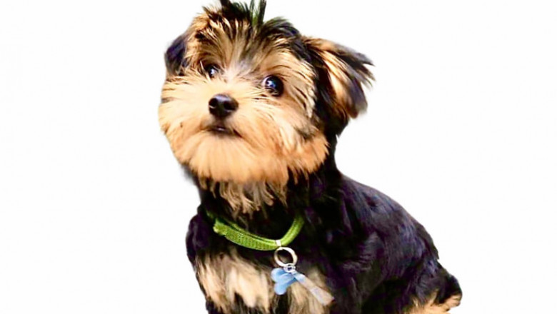 yorkies for saleyorkie puppies for sale near me