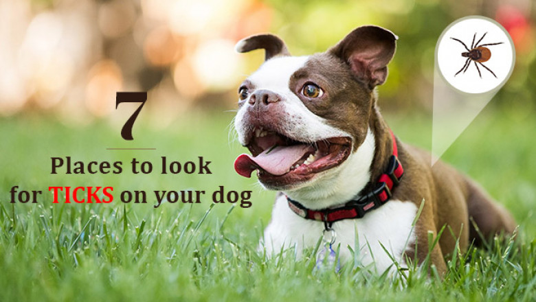 7 Places To Look For Ticks On Your Dog | DiscountPetCare