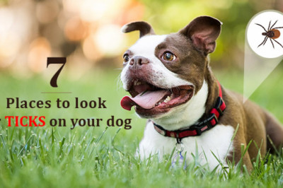 7 Places To Look For Ticks On Your Dog | DiscountPetCare