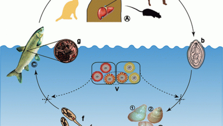 Clonorchiasis Market Future Scenario, Opportunities Assessment, and Leading Key Players 2021 to 2028