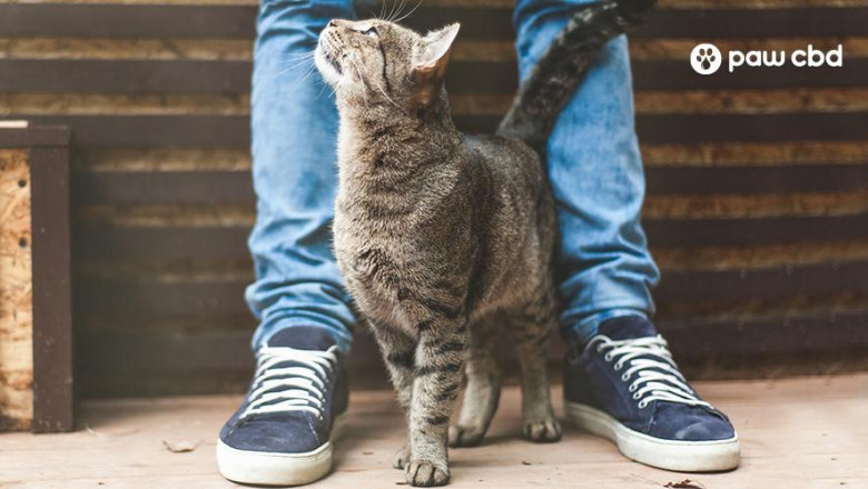 PAMPER YOUR POOCH WITH PAW CBD SHAMPOO| PAWCBD