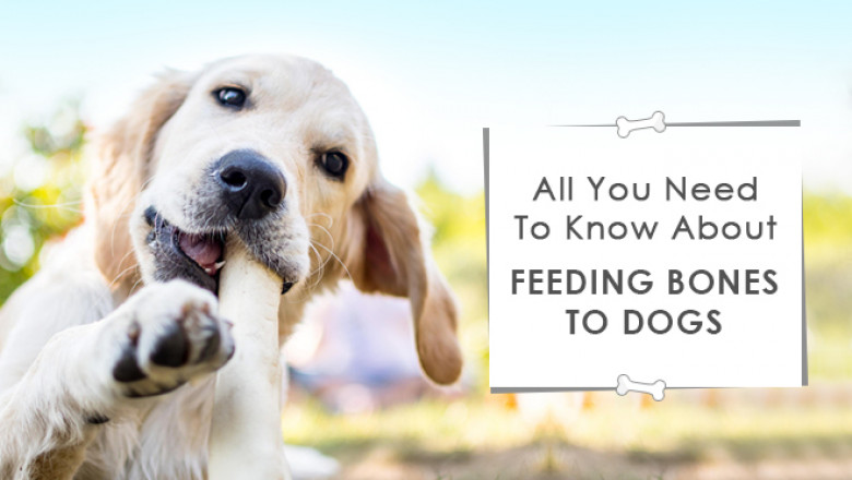 All You Need To Know About Feeding Bones To Dogs