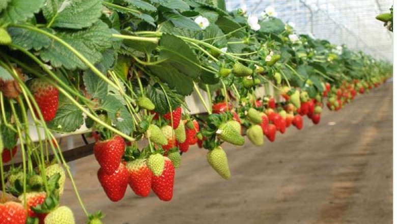 Five Advantages of Growing strawberries in coco coir: Explained!