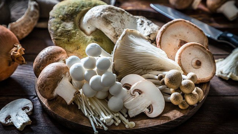 How Impacted COVID-19 on Medicinal Mushroom in the Food and Beverages Industry ?