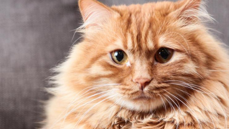 The best content of Cats and other wild cats |hermanogato