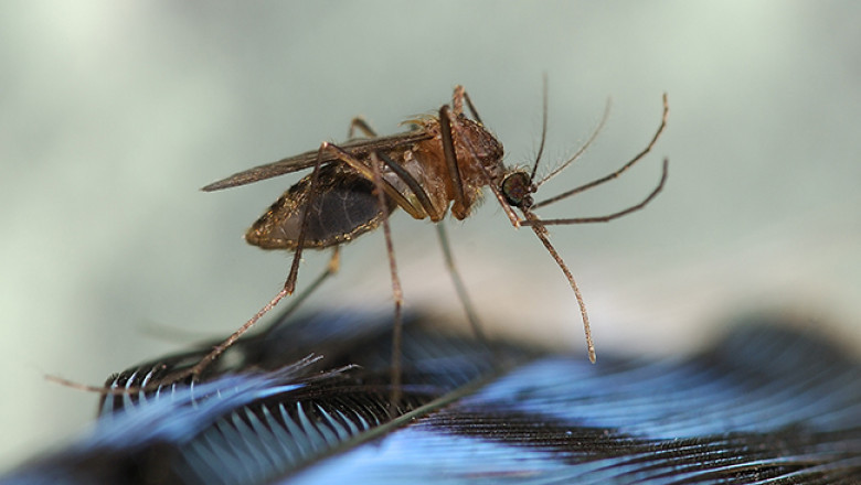 Eastern Ecquine Enchaphilitis Market 2021 - Technological Growth, Industry Status, Trends, Demand and Forecast to 2028