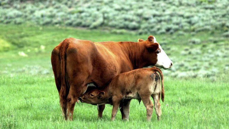 Colostrum Market Size, Share, Trends, Business development, Analysis And Opportunities 2027