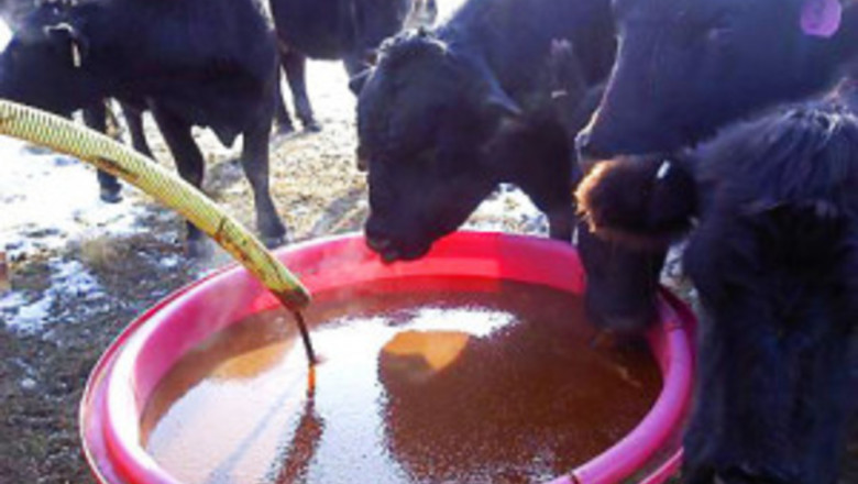 Best Report on Liquid Feed Market 2021: By Top Key Players like BASF SE, GrainCrop Ltd.