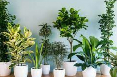 Online Plant Nursery Market Size 2021 SWOT Analysis, Competitive Landscape and Significant Growth