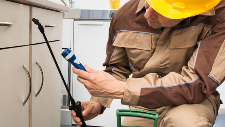 Pest control- Pest control services