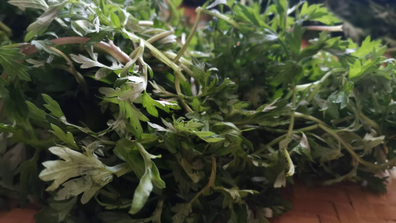 Do you know the Chinese herbal medicine —— Mugwort?